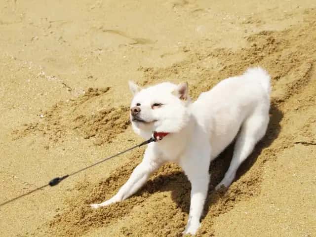 お散歩