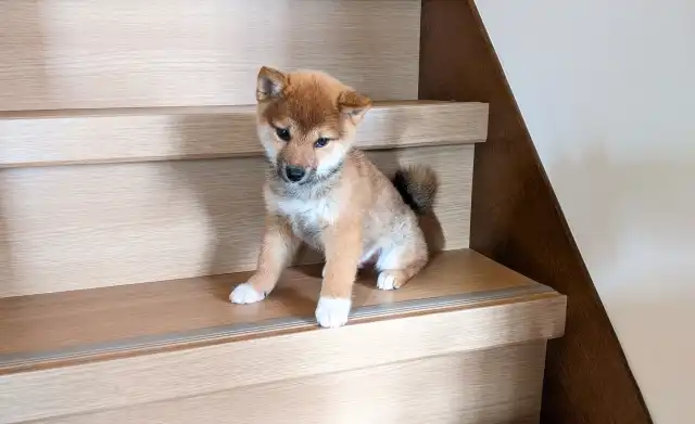 中型犬