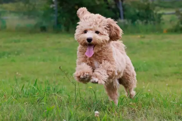小型犬