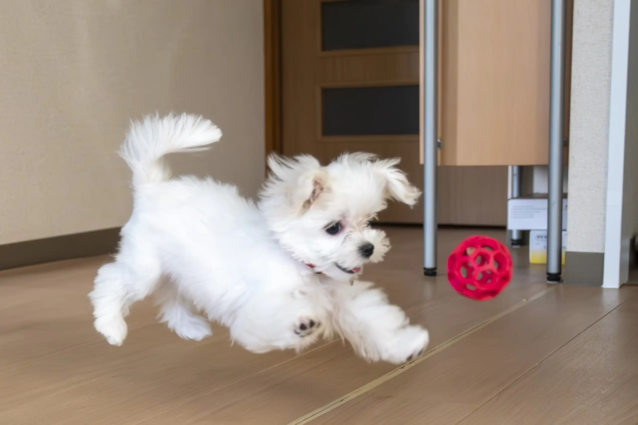 小型犬