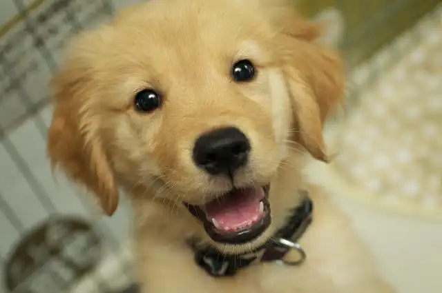 大型犬