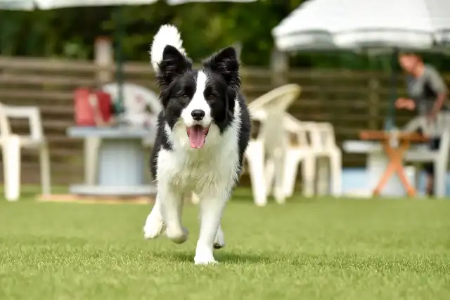 中型犬